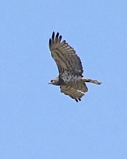 short-toed eagle